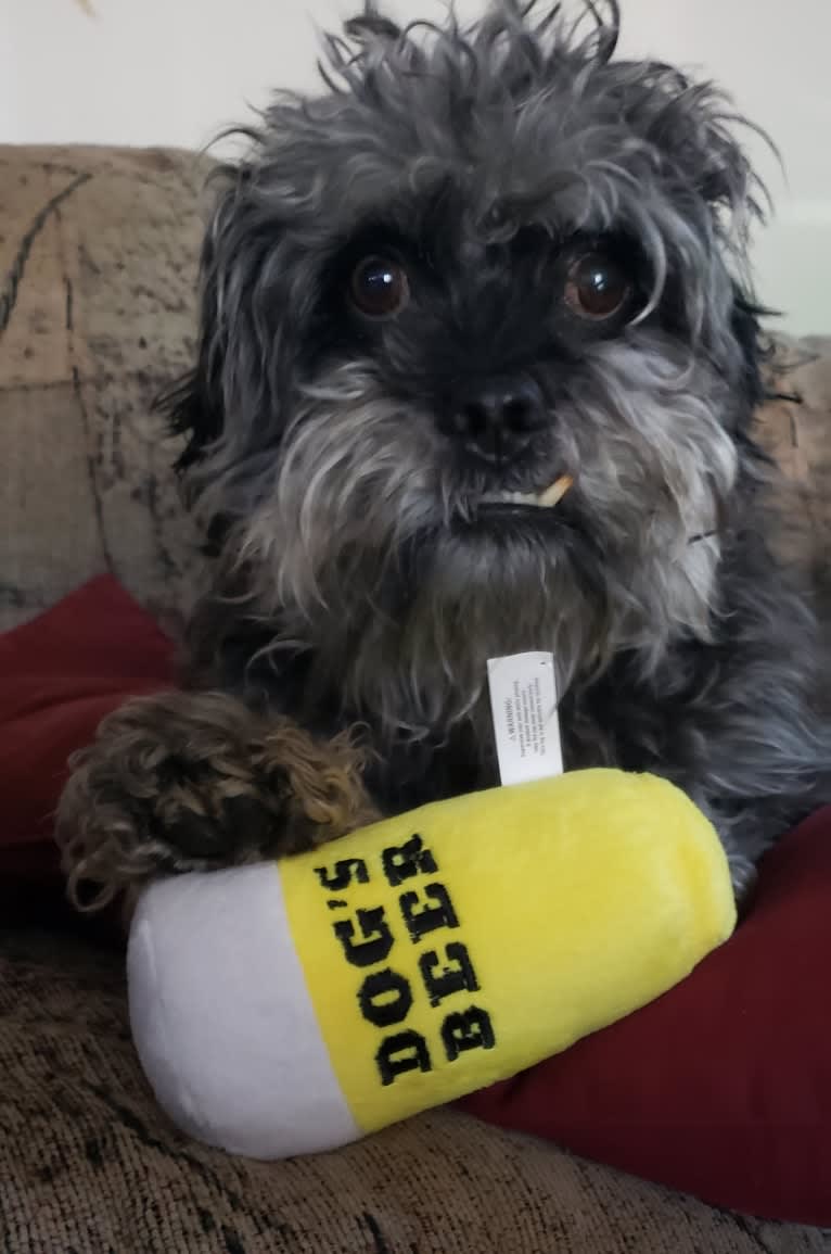 Ajax, a Pug and Cocker Spaniel mix tested with EmbarkVet.com