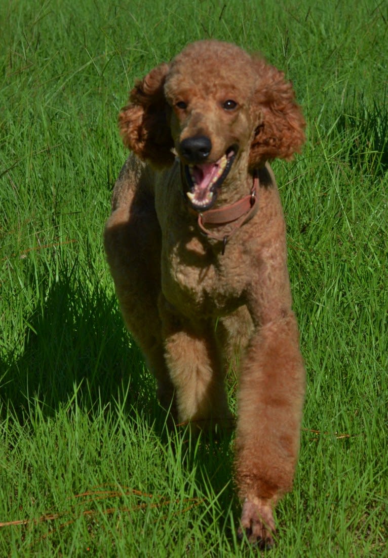 Rikki, a Poodle (Standard) tested with EmbarkVet.com