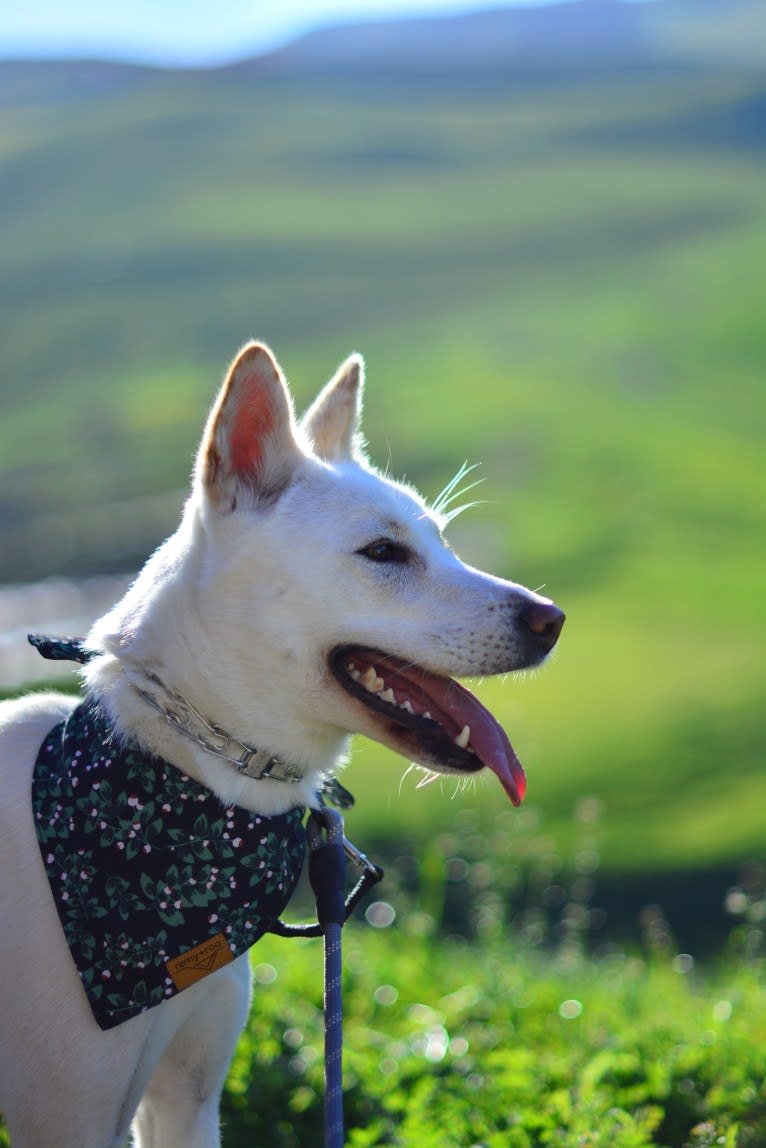 Korra, a Japanese or Korean Village Dog tested with EmbarkVet.com