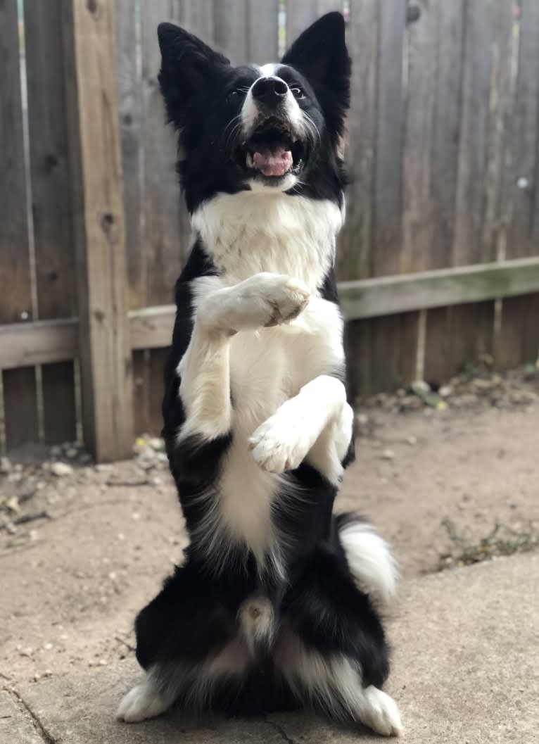 Shine On’s A Great Deal of Bravery “Neville”, a Border Collie tested with EmbarkVet.com