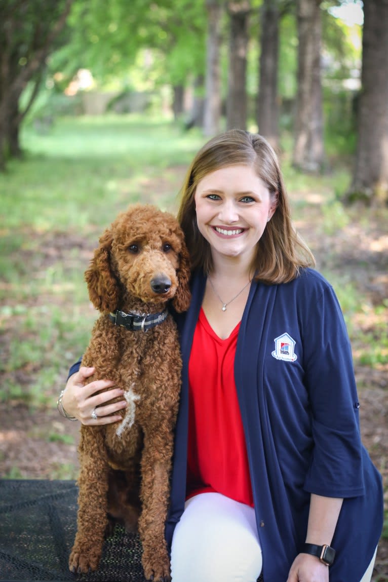 Rowdy, a Poodle (Standard) tested with EmbarkVet.com