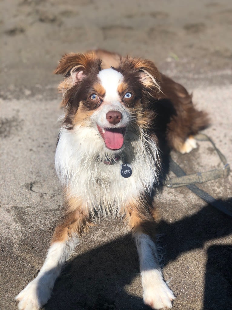 Ludo, an Australian Shepherd tested with EmbarkVet.com