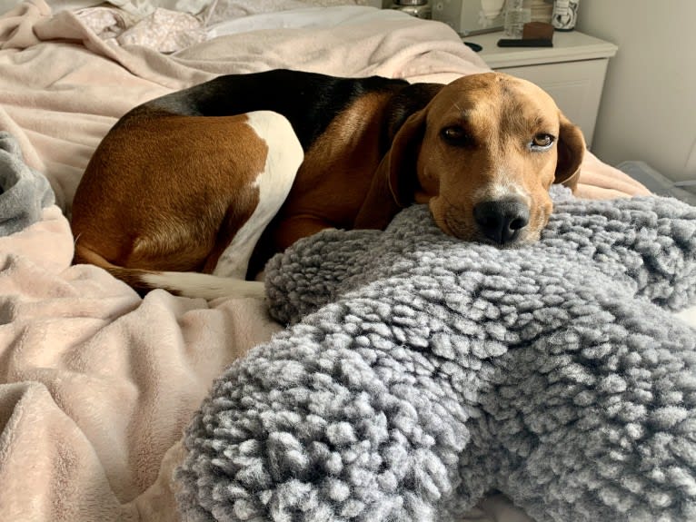 Scout, a Treeing Walker Coonhound tested with EmbarkVet.com