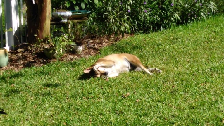 Walnut, a Bulldog and Boxer mix tested with EmbarkVet.com