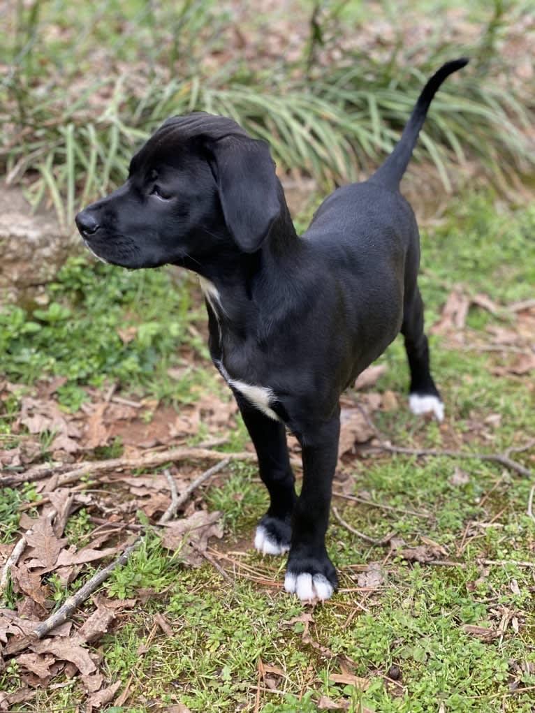 Scout, a Pointer and Boston Terrier mix tested with EmbarkVet.com