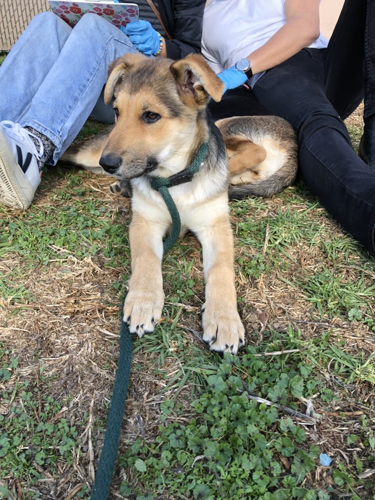 Shainee, a German Shepherd Dog and Australian Cattle Dog mix tested with EmbarkVet.com