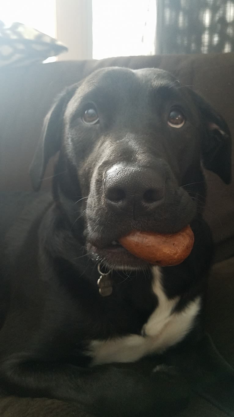 Rev, a Labrador Retriever and American Pit Bull Terrier mix tested with EmbarkVet.com