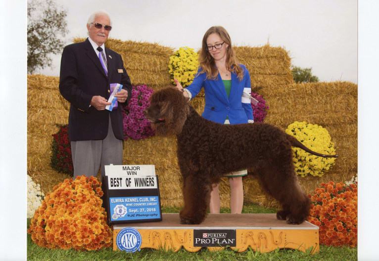 Ruairi, an Irish Water Spaniel tested with EmbarkVet.com