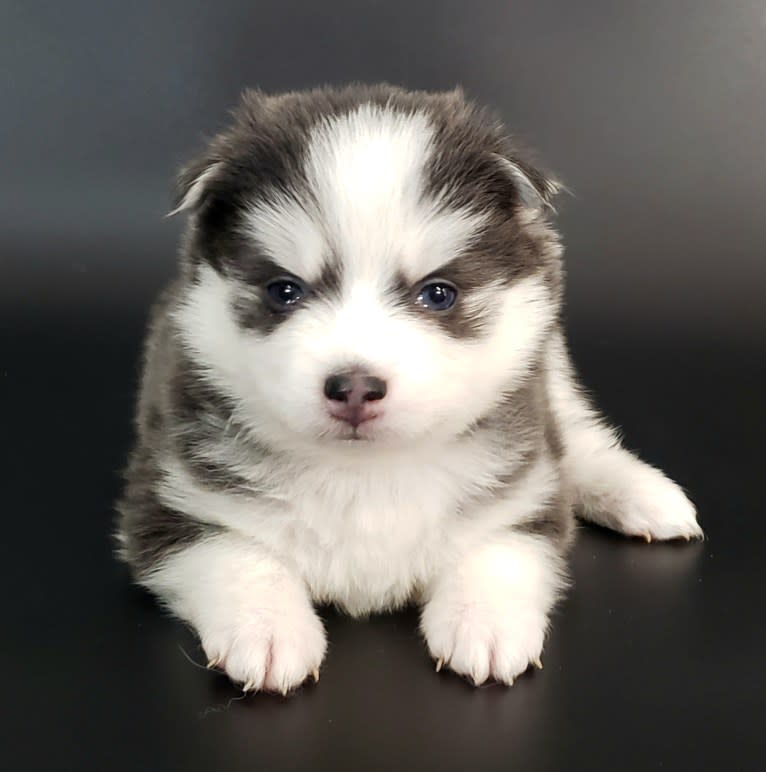 Flint, a Pomsky tested with EmbarkVet.com