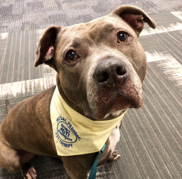 Raven, an American Pit Bull Terrier and American Staffordshire Terrier mix tested with EmbarkVet.com