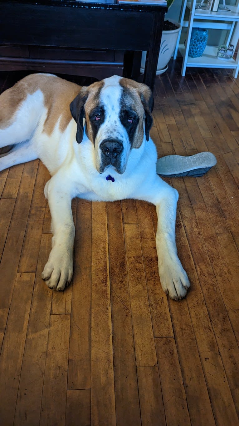 Charlie, a Saint Bernard tested with EmbarkVet.com