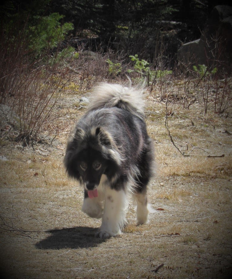 Randal, a Greenland Dog tested with EmbarkVet.com