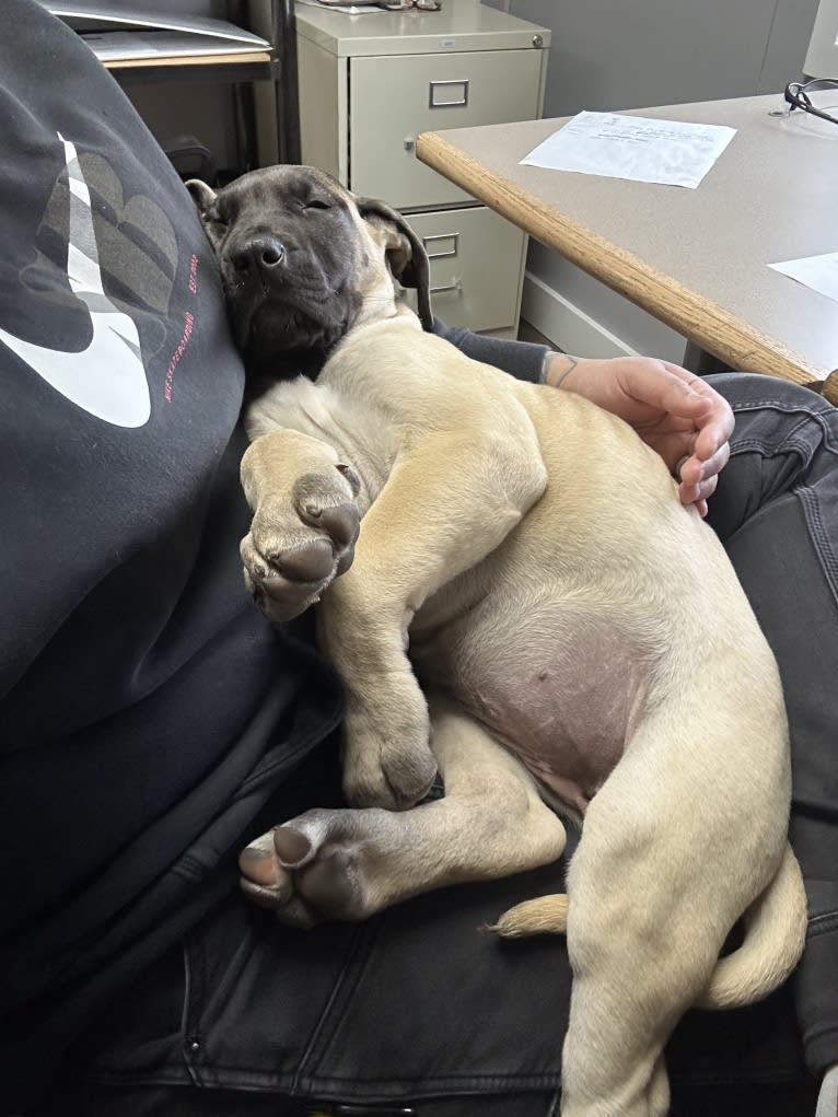 Stella, a Perro de Presa Canario tested with EmbarkVet.com