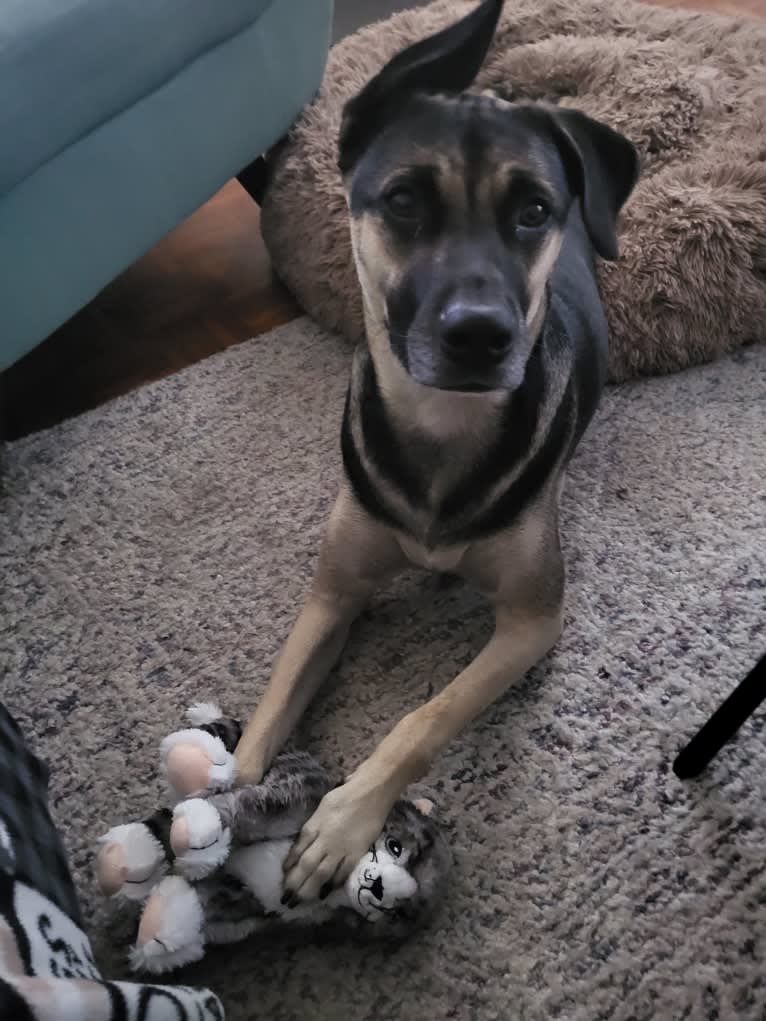 Fausto (fka Clue), an American Village Dog tested with EmbarkVet.com