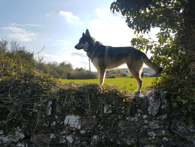 Kalen, a German Shepherd Dog and Siberian Husky mix tested with EmbarkVet.com