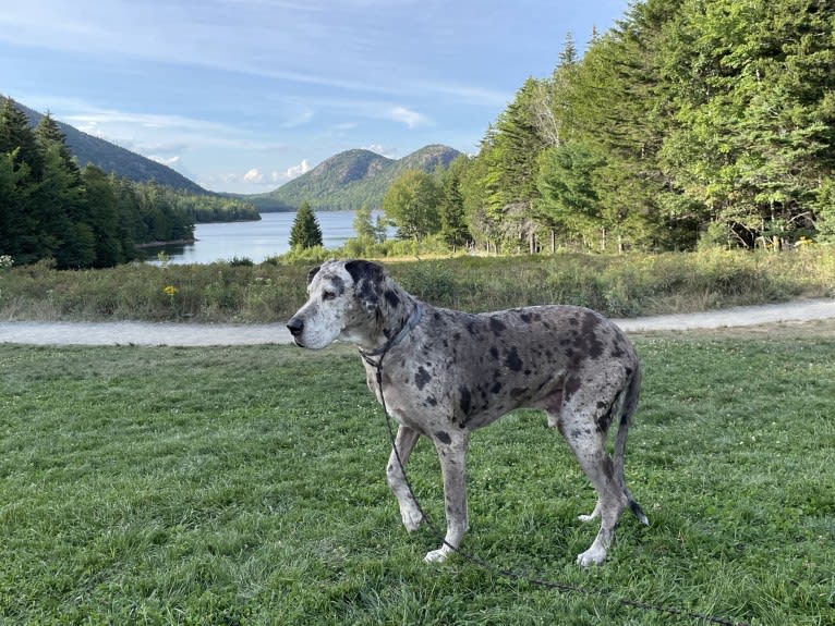 Nick, a Great Dane and Boxer mix tested with EmbarkVet.com