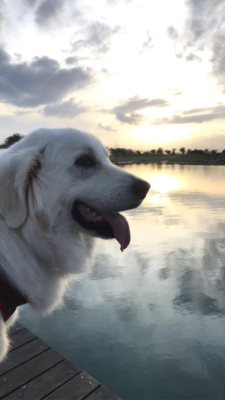 Riley, a Great Pyrenees tested with EmbarkVet.com