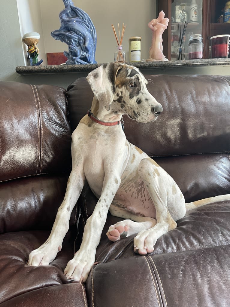 Cooper, a Great Dane tested with EmbarkVet.com