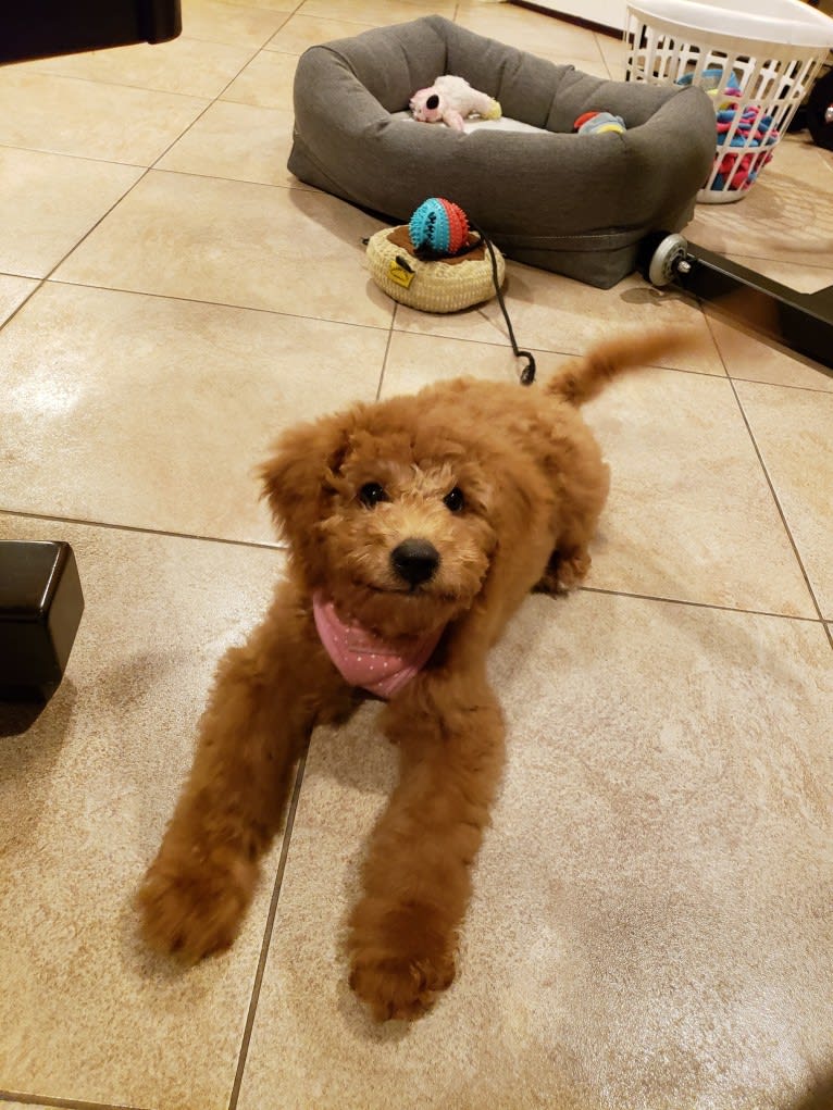 Liesel, a Goldendoodle tested with EmbarkVet.com