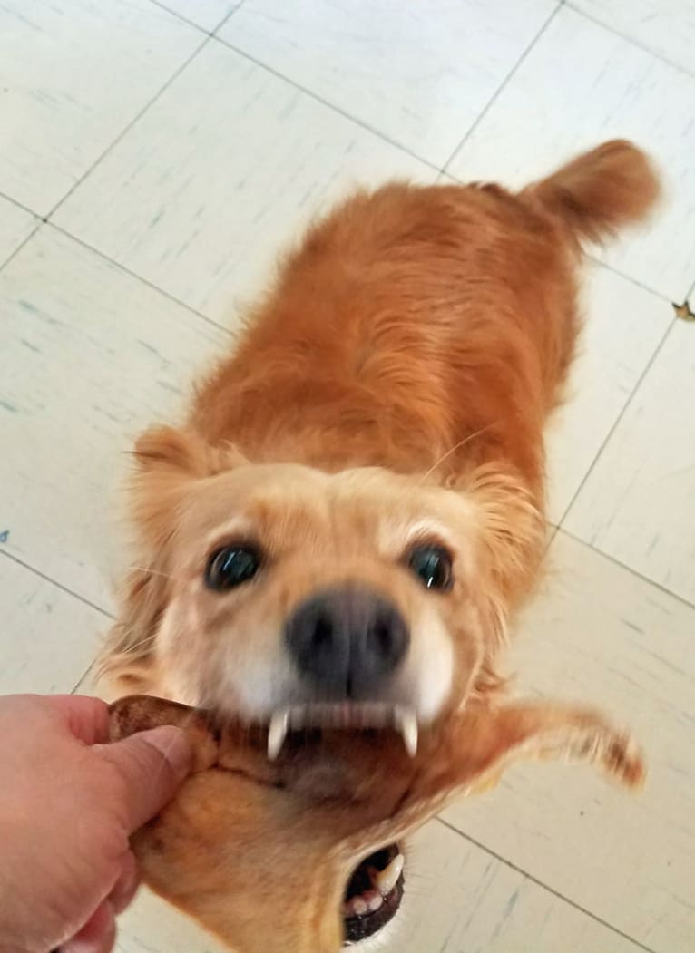 Muppy, a Cocker Spaniel and Rat Terrier mix tested with EmbarkVet.com