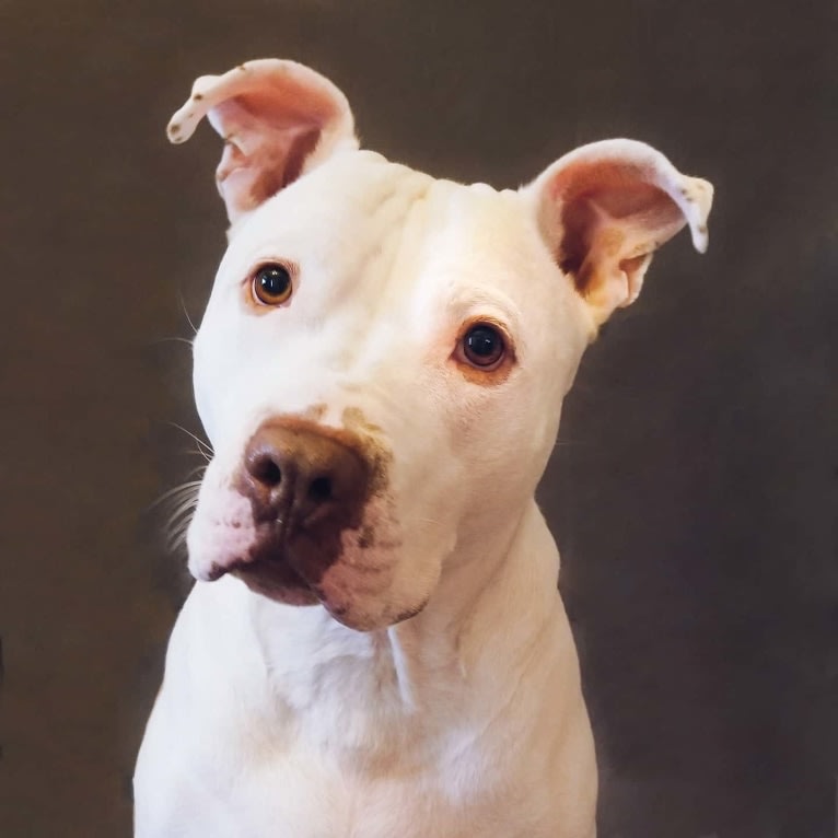 Champion, an American Pit Bull Terrier and American Bulldog mix tested with EmbarkVet.com