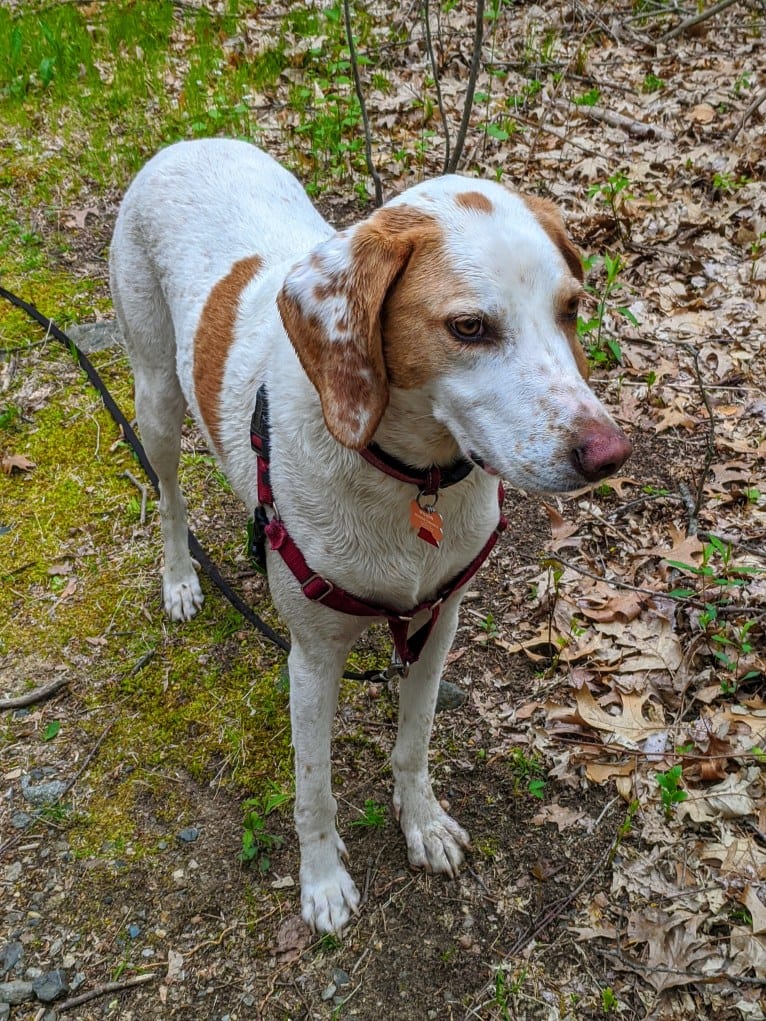 Wilson, an American English Coonhound tested with EmbarkVet.com