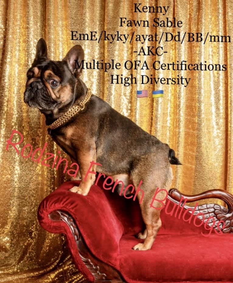 Gaule Rodzina Kenny, a French Bulldog tested with EmbarkVet.com