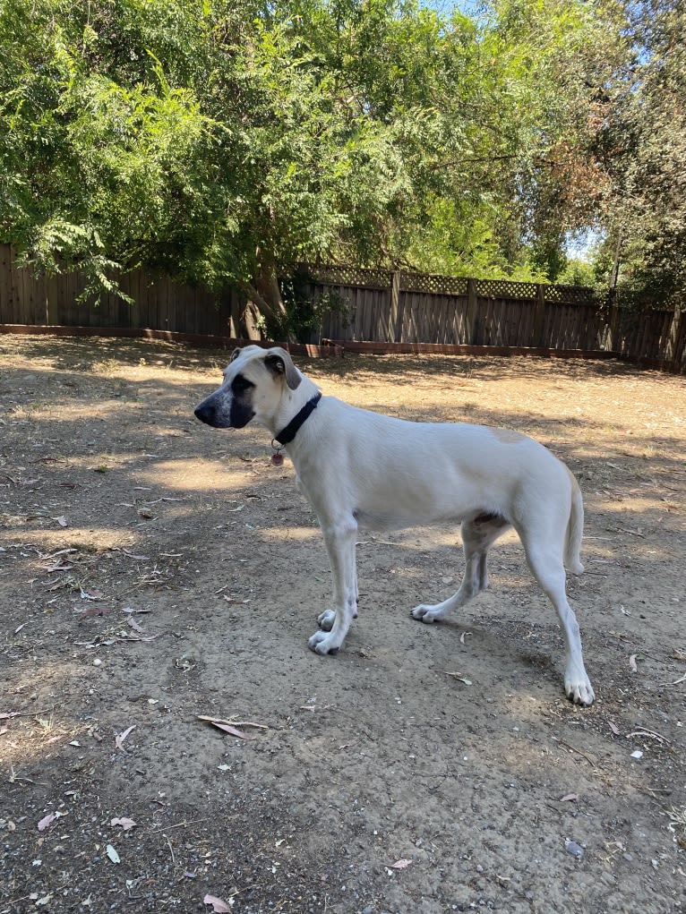 Dante, a German Shepherd Dog and American Pit Bull Terrier mix tested with EmbarkVet.com