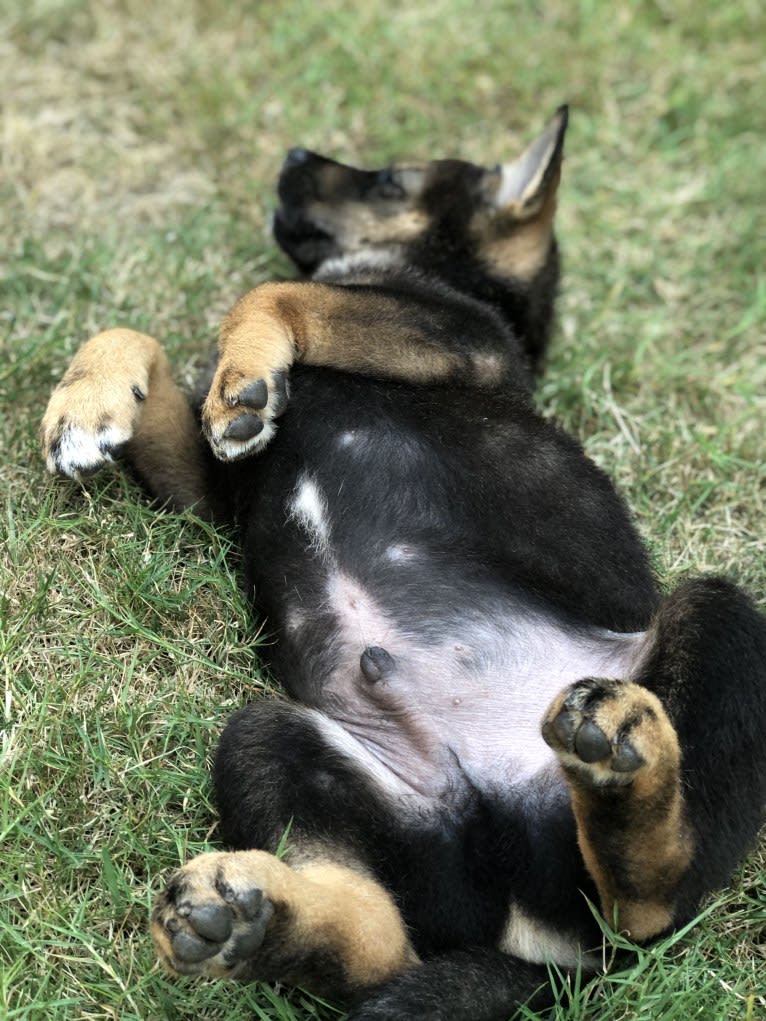 Buddy, a Jindo tested with EmbarkVet.com