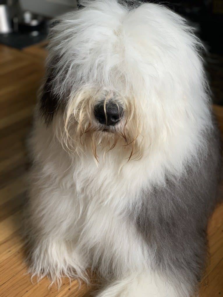 Arlo, an Old English Sheepdog tested with EmbarkVet.com