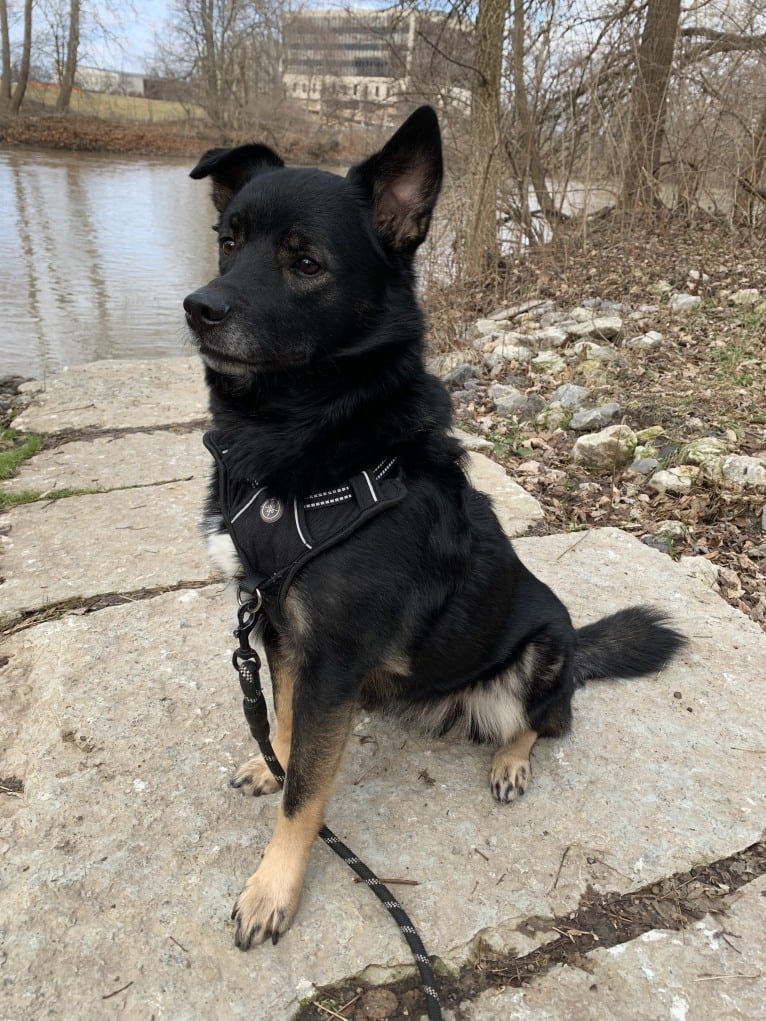 Remy, a Norwegian Elkhound and Australian Shepherd mix tested with EmbarkVet.com