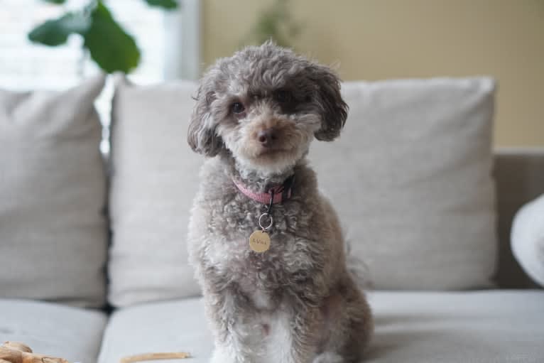 Luna, a Poodle (Small) tested with EmbarkVet.com