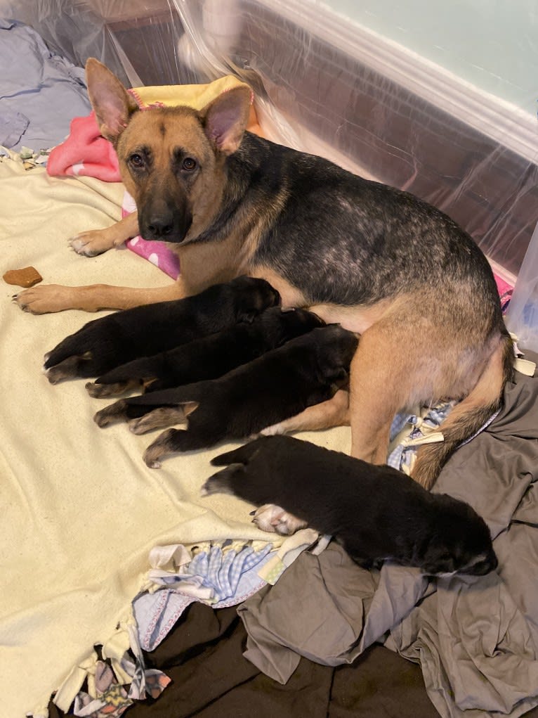 Duke, a German Shepherd Dog and American Bulldog mix tested with EmbarkVet.com