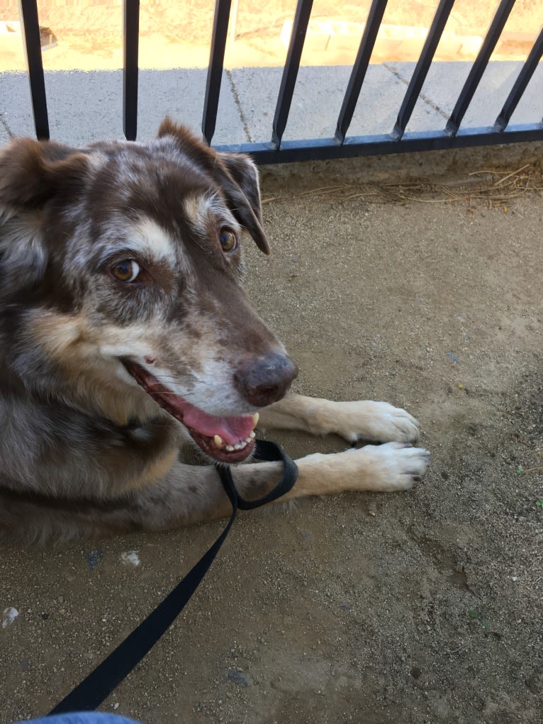 Benny, a Labrador Retriever and Chow Chow mix tested with EmbarkVet.com