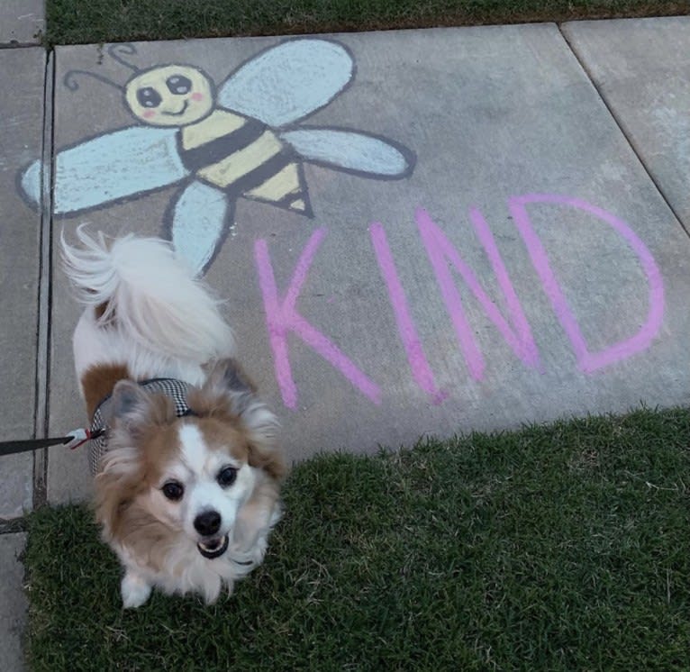 Ziggy, a Papillon and Maltese mix tested with EmbarkVet.com