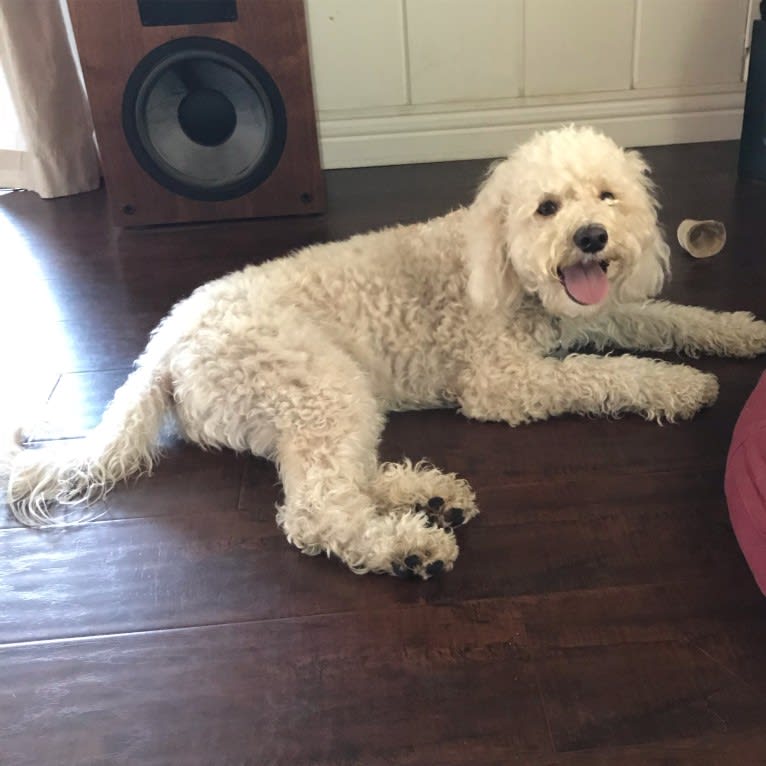 Charlie, a Poodle (Small) and Maltese mix tested with EmbarkVet.com