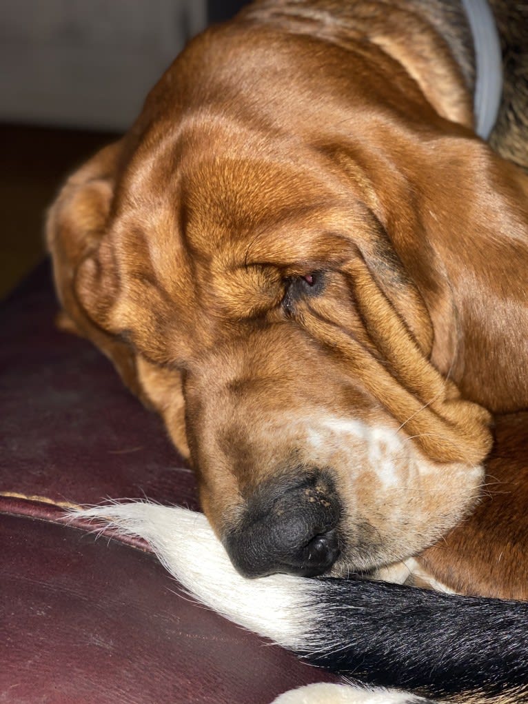 Murphy, a Basset Hound tested with EmbarkVet.com