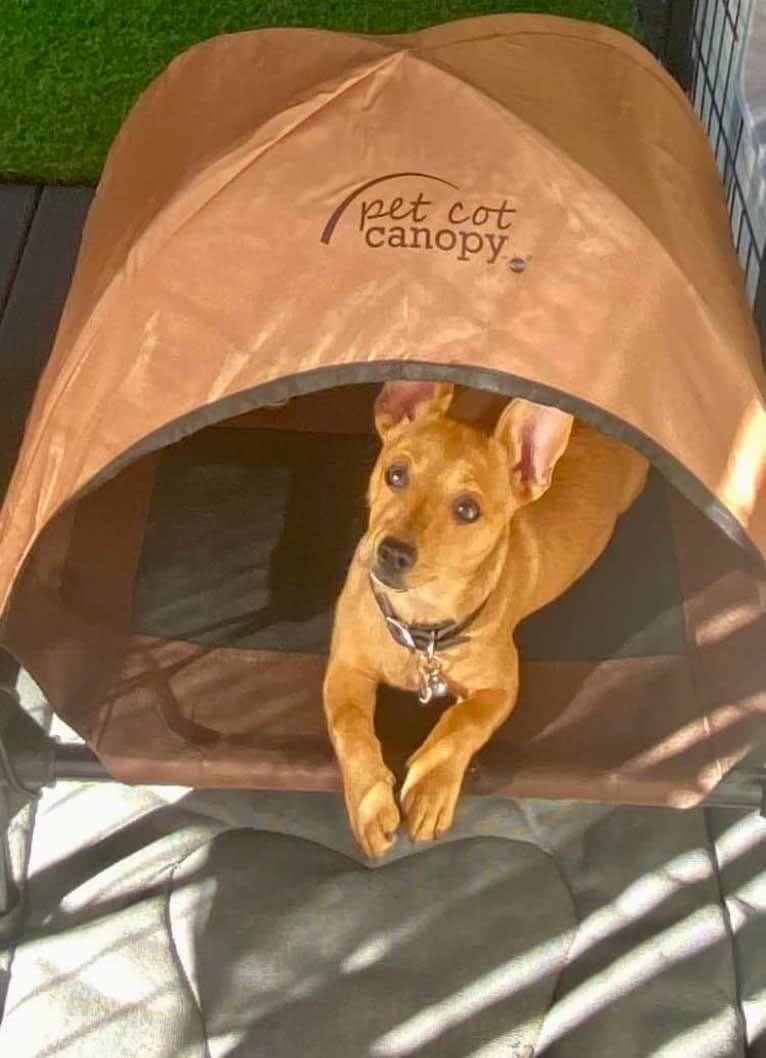 Alexa (Lexi) Isabella, a Chihuahua and Rat Terrier mix tested with EmbarkVet.com