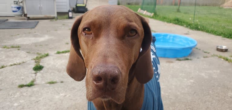 Dakota, a Chesapeake Bay Retriever and German Shorthaired Pointer mix tested with EmbarkVet.com