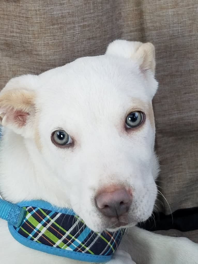 Blu, a Labrador Retriever and American Pit Bull Terrier mix tested with EmbarkVet.com