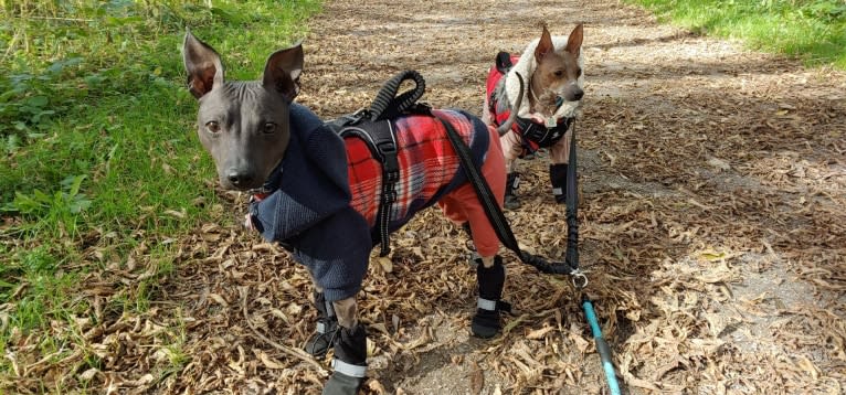 Dante, an American Hairless Terrier tested with EmbarkVet.com