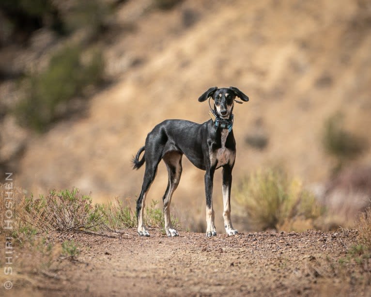 Orly, a Saluki tested with EmbarkVet.com