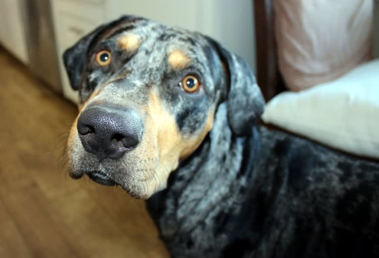 Roux, a Catahoula Leopard Dog tested with EmbarkVet.com