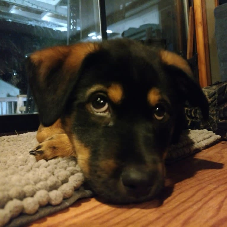 Bobbie, a Labrador Retriever and Russell-type Terrier mix tested with EmbarkVet.com