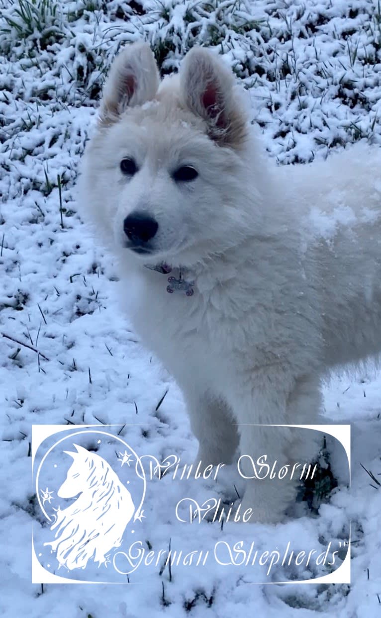 Storm, a White Shepherd tested with EmbarkVet.com