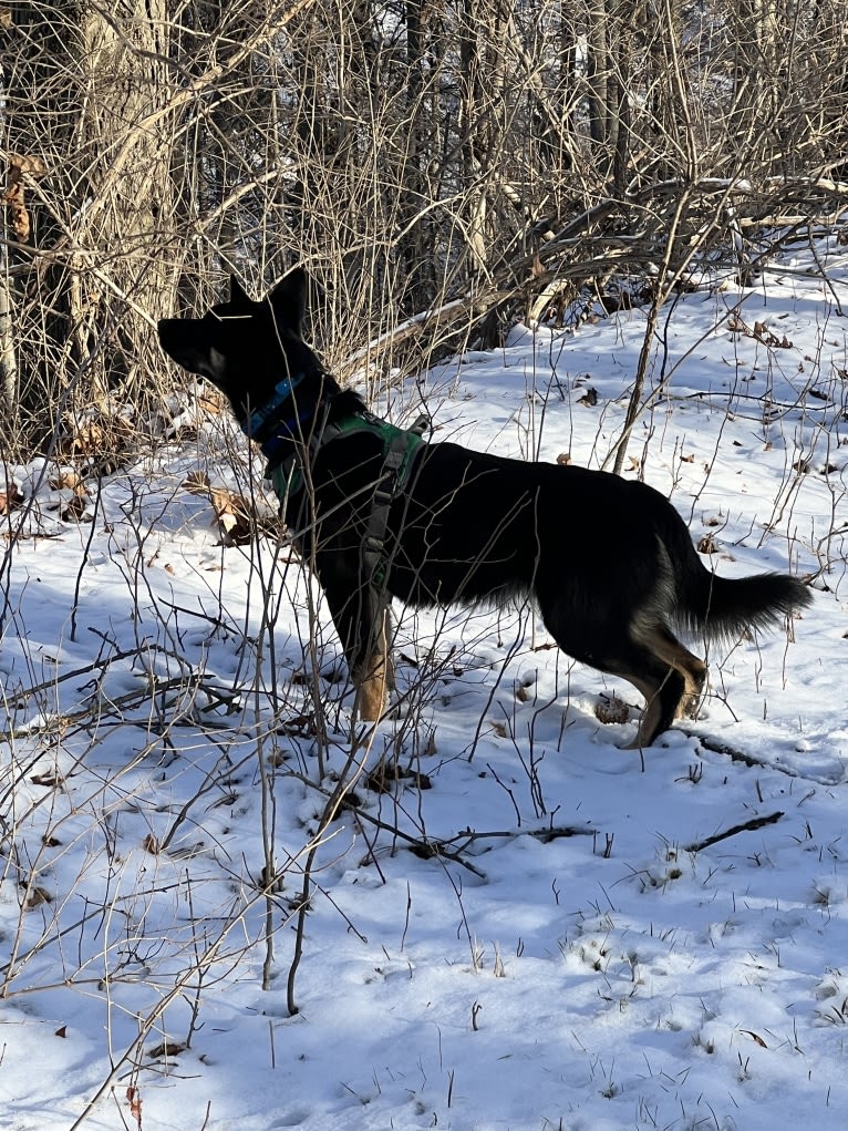 Otso, a Lapponian Herder tested with EmbarkVet.com