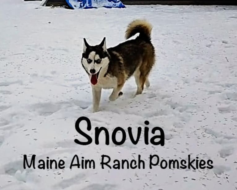 Snow, a Pomsky tested with EmbarkVet.com