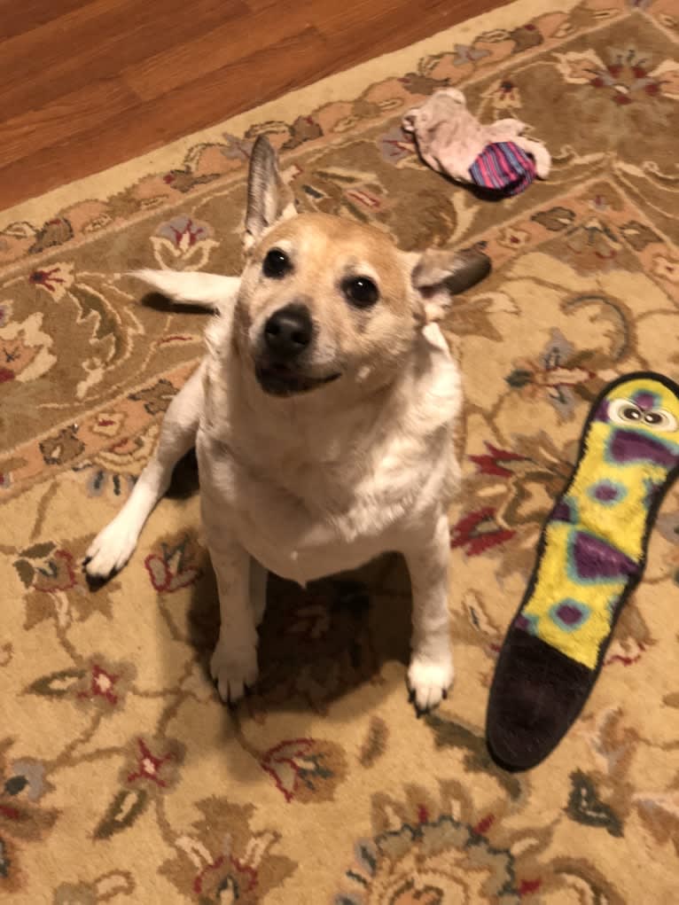 Sammy, an Australian Cattle Dog and Pug mix tested with EmbarkVet.com