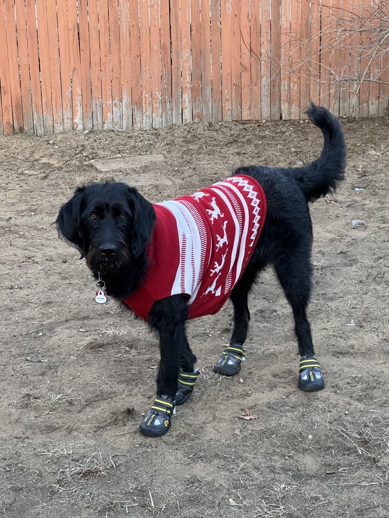 Levi, a Labradoodle tested with EmbarkVet.com