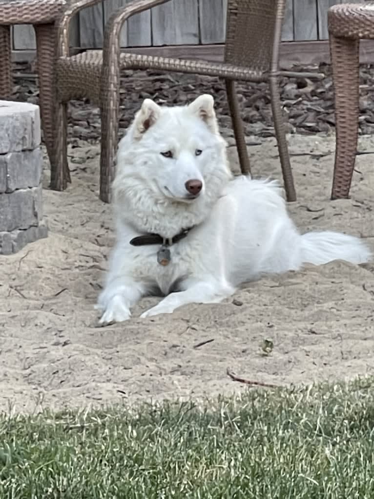 Aspen of Freedom Huskies, a Siberian Husky tested with EmbarkVet.com